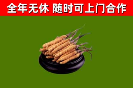 宁县区回收散虫草