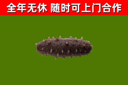 宁县区回收海参干